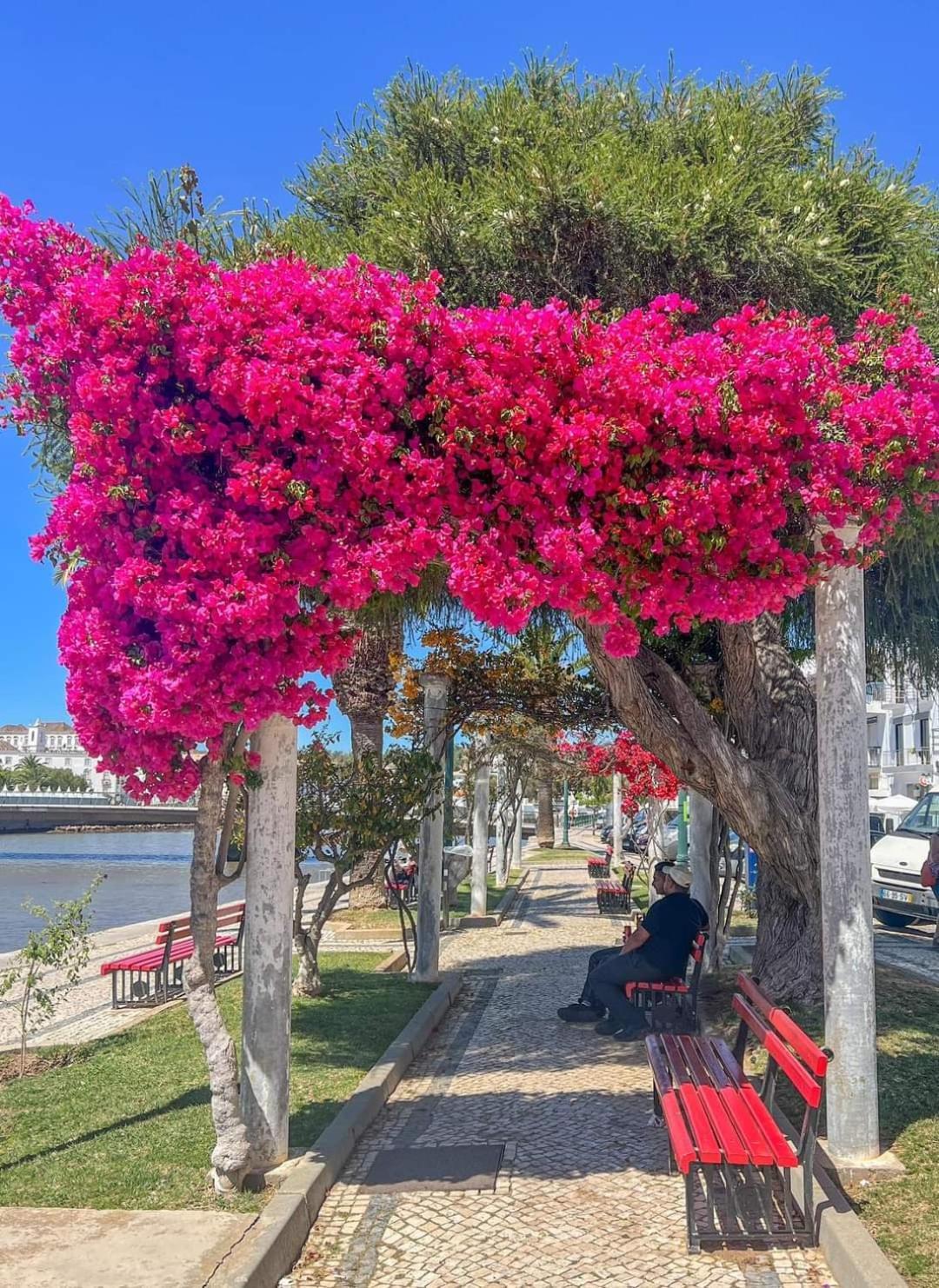 Tavira Garden Oasis Appartement Buitenkant foto